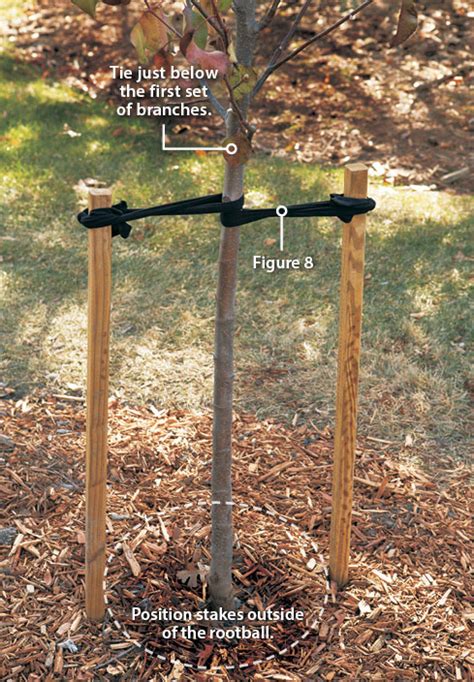 staking apple trees|How to Stake a Tree .